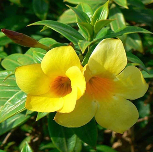 Heirloom Pentalinon Luteum Flower Seeds, Non-GMO Yellow Allamanda Blooms for Tropical Garden Planting