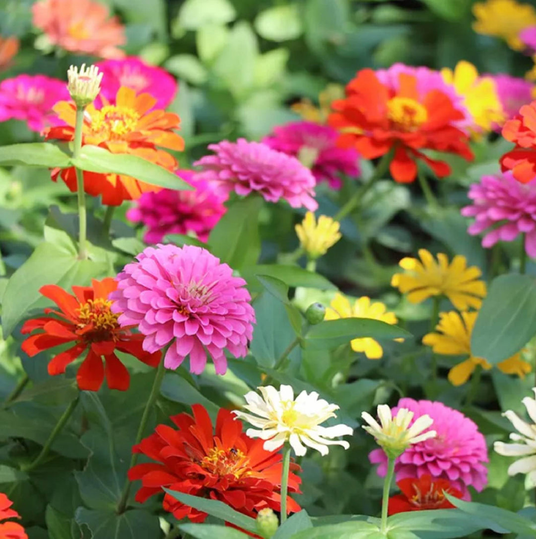 Zinnia Elegans blomsterfrø til plantning Blandede farver 100 stk