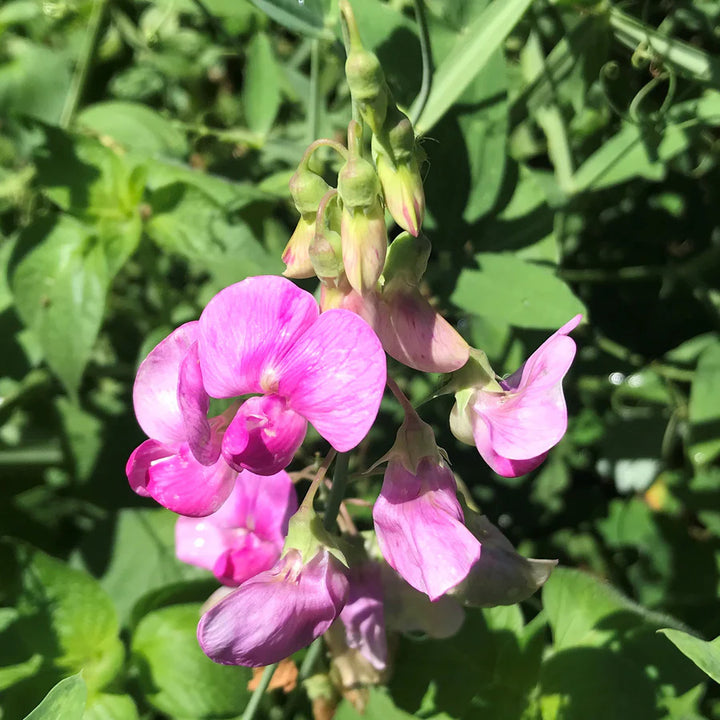 Heirloom Non-GMO Pink Lathyrus Flower Seeds for Fragrant Garden Trellises and Seasonal Planting