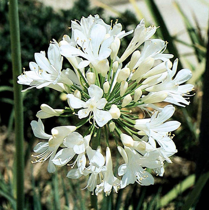 Agapanthus Africanus blomsterfrø til plantning, arvestykke, ikke-GMO, 100 stk.