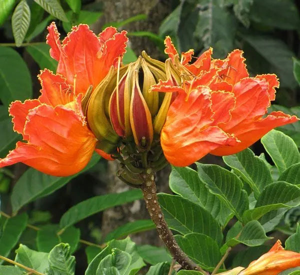 Tulip Tree Flower Seeds for Planting - 100 pcs