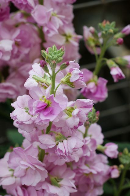 Light Pink Matthiola Flower Seeds – Heirloom Non-GMO Seeds for Planting | Fragrant High Germination Garden Seeds