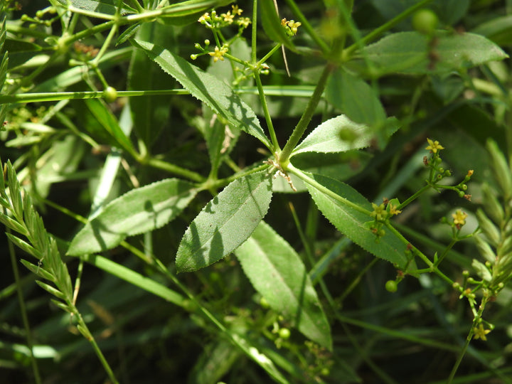 Rubia Tinctorum Green Seeds for Planting – Organic, Heirloom, Non-GMO Seeds