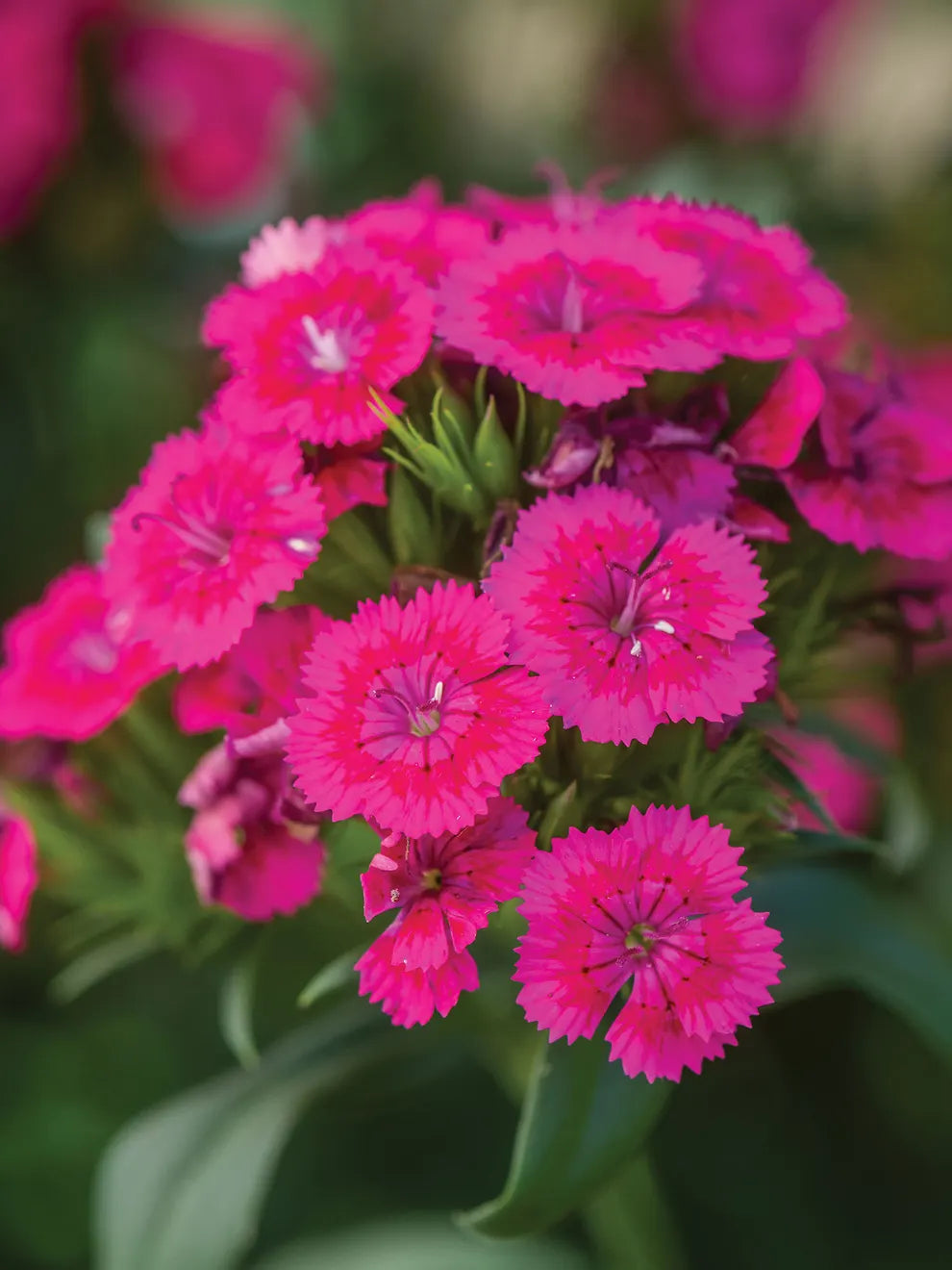 Lyserøde Dianthus blomsterfrø til udplantning, friske, 100 stk