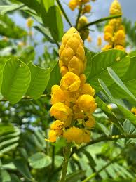 Gul Lysestage Cassia Blomsterfrø til udplantning - 100 stk