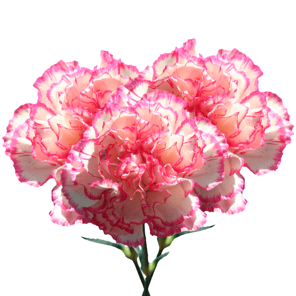 Heirloom Non-GMO Pink White Carnation Flower Seeds with Charming Color