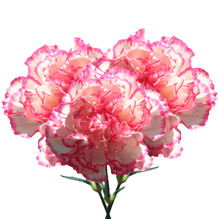 Heirloom Non-GMO Pink White Carnation Flower Seeds with Charming Color