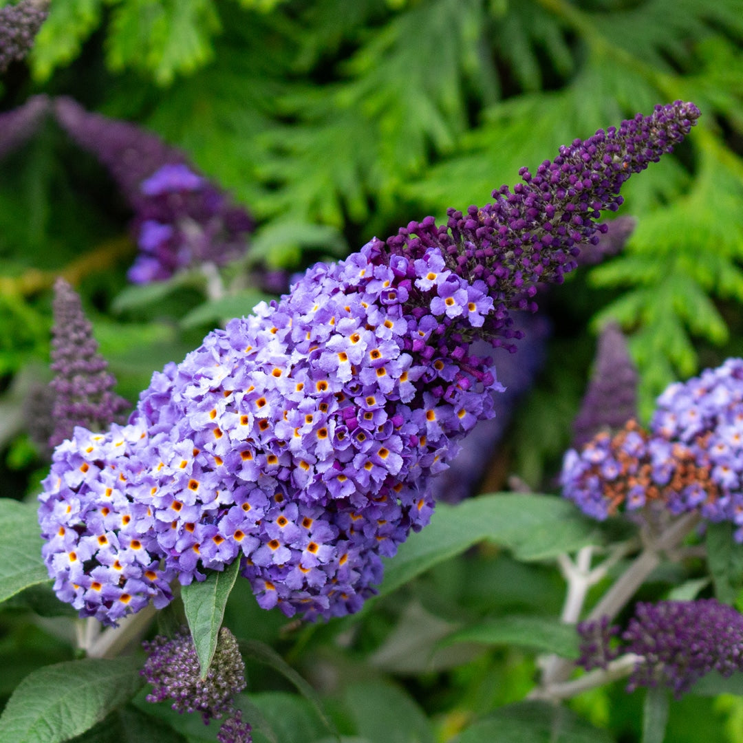 Blue Buddleia Butterfly Bush Flower Seeds for Planting - 100 pcs