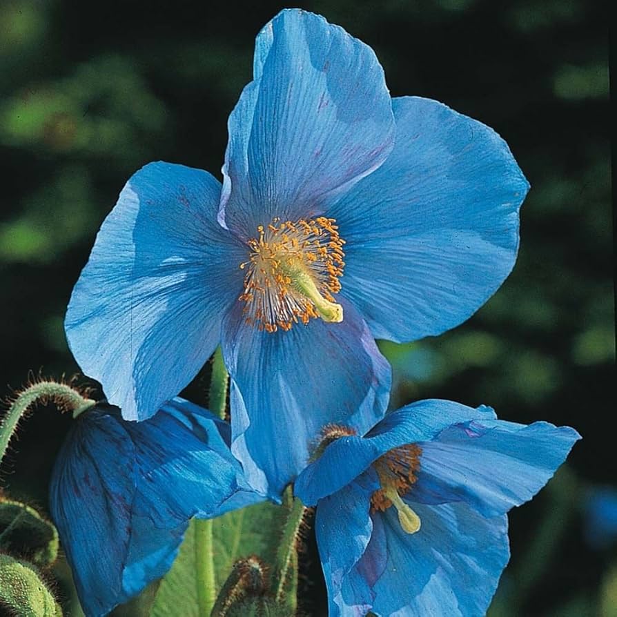 Friske Meconopsis blomsterfrø til udplantning - 100 stk