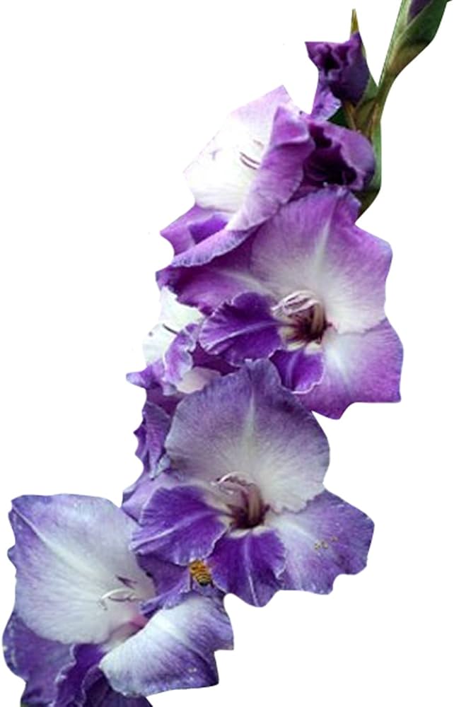 White Purple Gladiolus Flower Seeds for Planting - 100 pcs