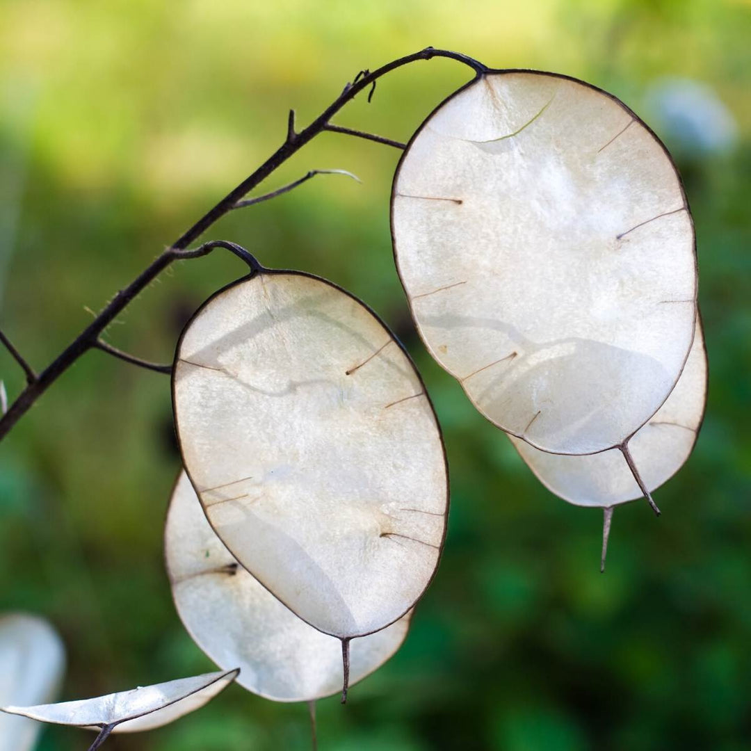 Heirloom Non-GMO Dollar Plant Flower Seeds for Garden Planting – Unique Silvery Foliage Blooms