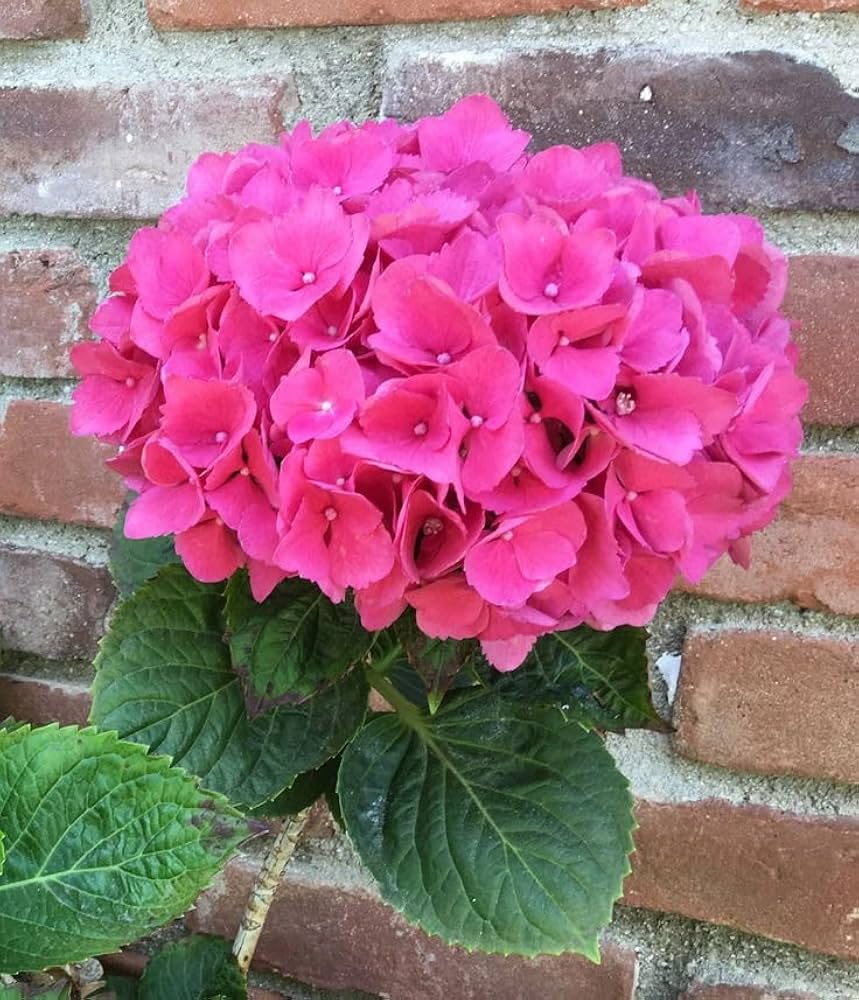 Heirloom Thick Pink Hydrangea Flower Seeds, Non-GMO Lush Blooms for Planting