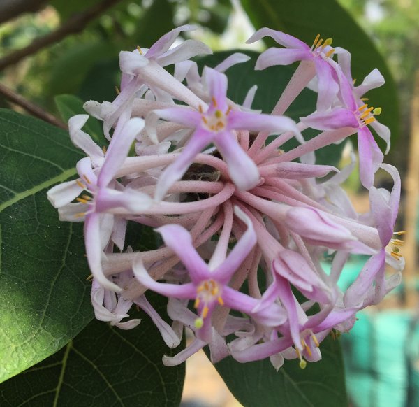 Dais Cotinifolia Flower Seeds for Planting, Heirloom, Non-GMO