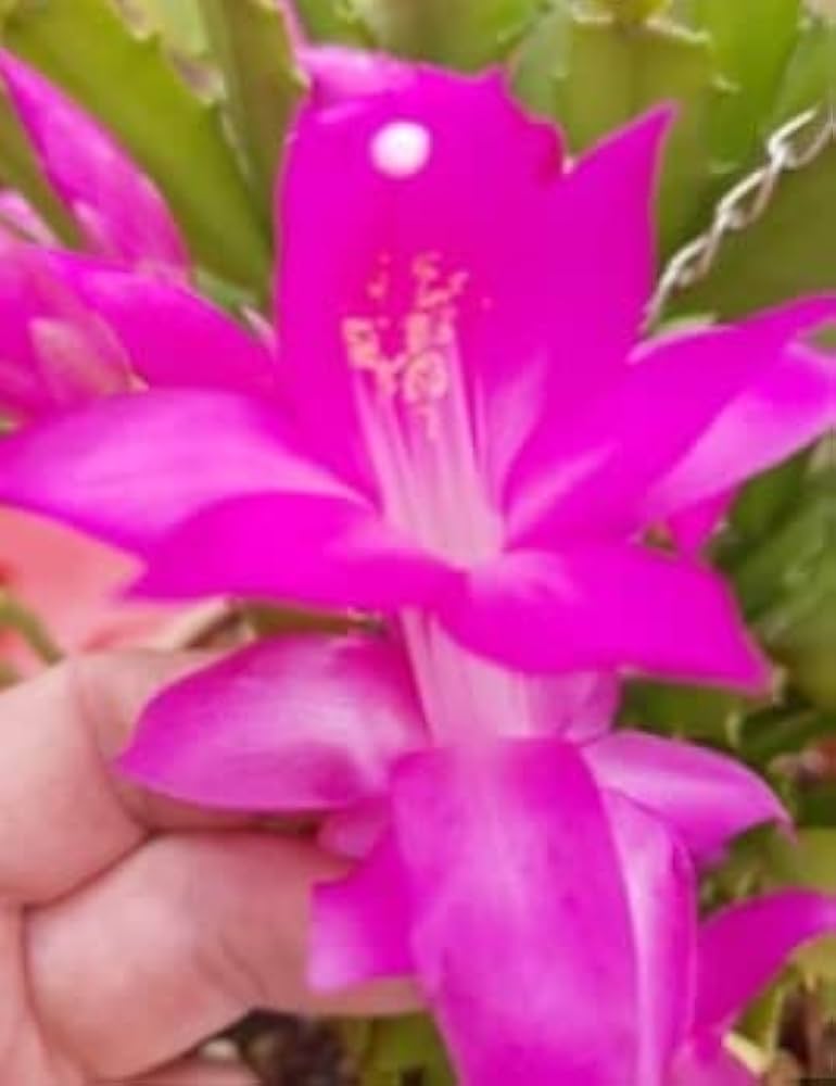 Purple Zygocactus Truncatus Flower Seeds for Planting - 100 pcs