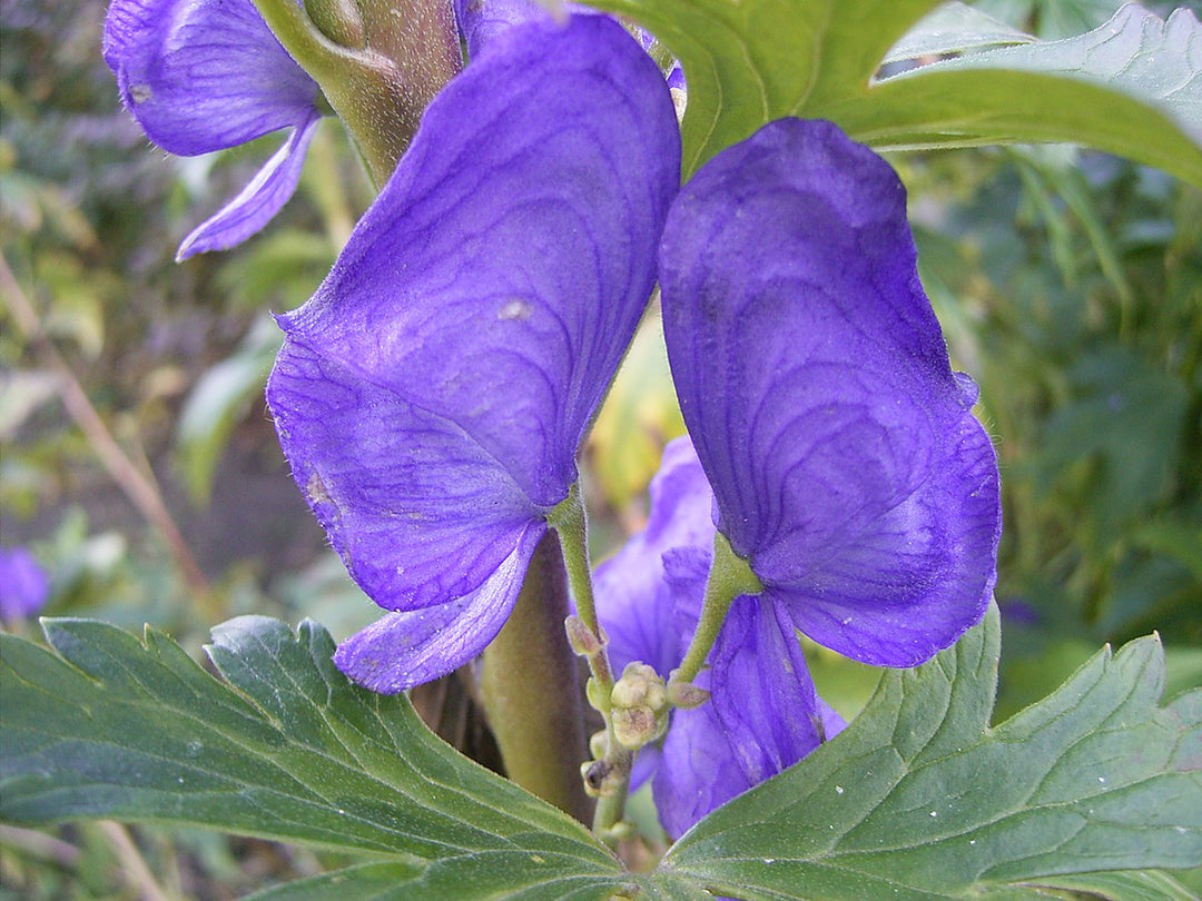 Blå Carmichaelii blomsterfrø til udplantning, 100 stk