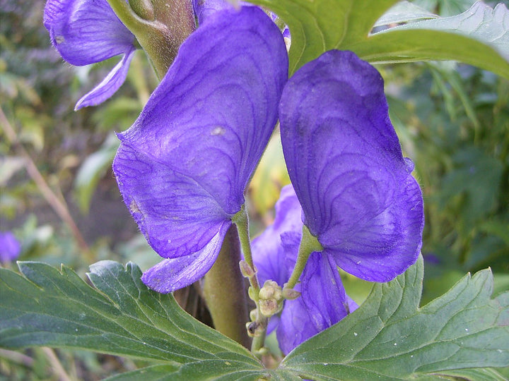 Blå Carmichaelii blomsterfrø til udplantning, 100 stk