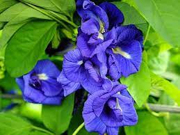 Blue Clitoria Flower Seeds for Planting - 100 pcs