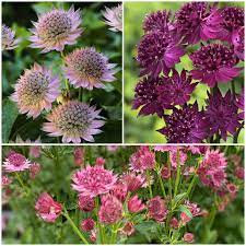 Blandede Astrantia blomsterfrø til plantning - 100 stk