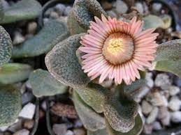 Titanopsis Fulleri Plantefrø til udplantning - 100 stk