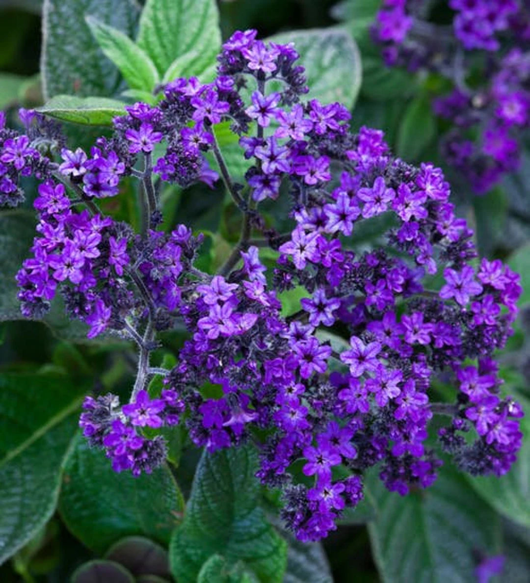 Heirloom Heliotrope Marine Flower Seeds, Non-GMO Fragrant Purple Blooms for Pollinator Garden Planting