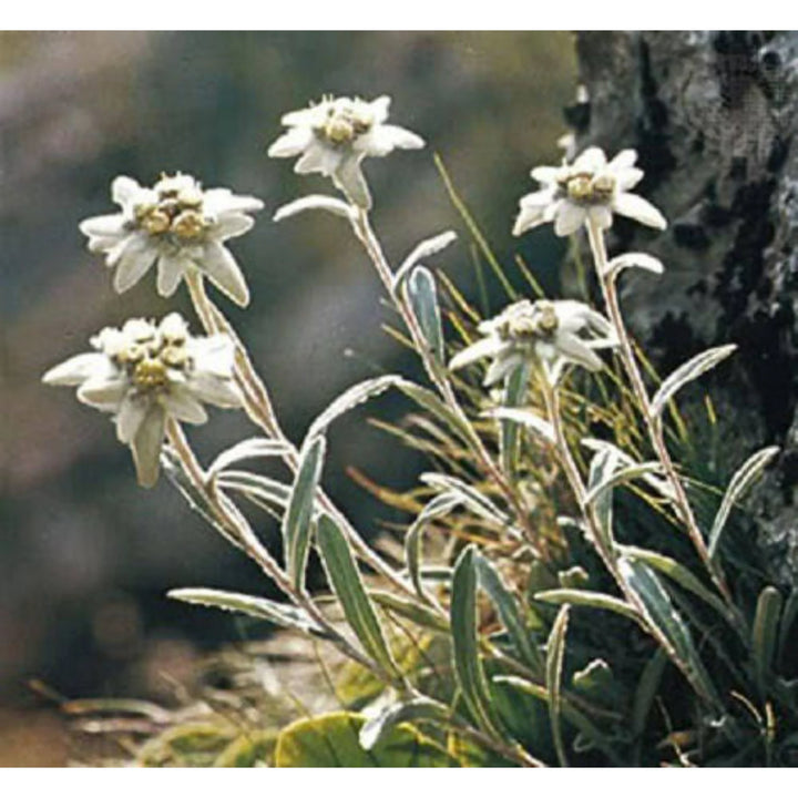 Hvide Leontopodium blomsterfrø til udplantning, friske, 100 stk