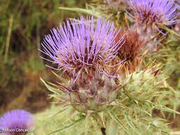 Violet Cardunculus Blomsterfrø til udplantning 100 stk