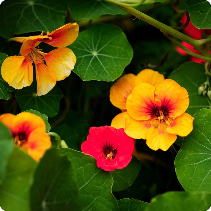 Yellow Red Nasturtium Flower Seeds for Planting, 100 pcs