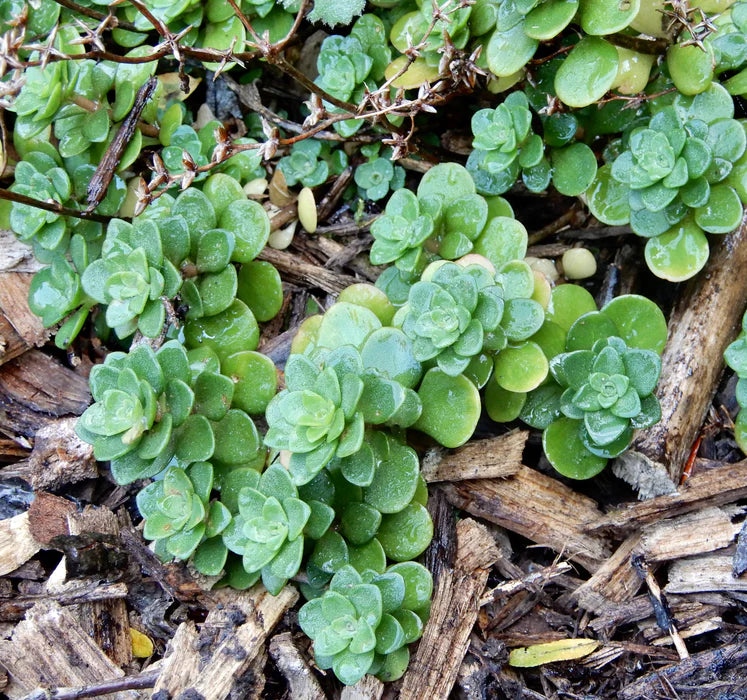 Green Cliff Stonecrop Plant Seeds for Planting - 100 pcs