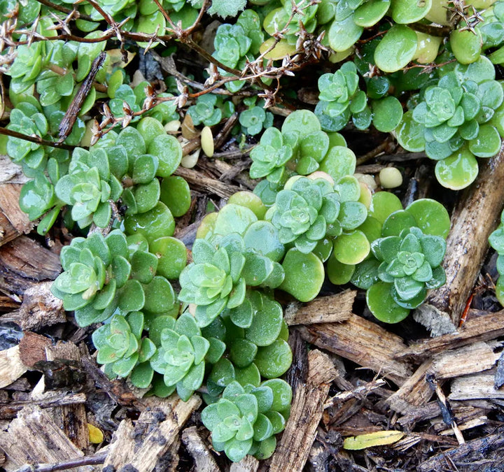 Green Cliff Stonecrop Plant Seeds for Planting - 100 pcs