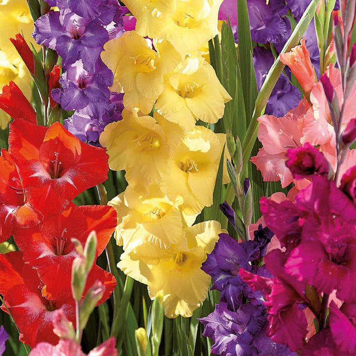 Heirloom Non-GMO Gladiolus Flower Seeds | Perennial Sword Lily Blooms for Garden Borders