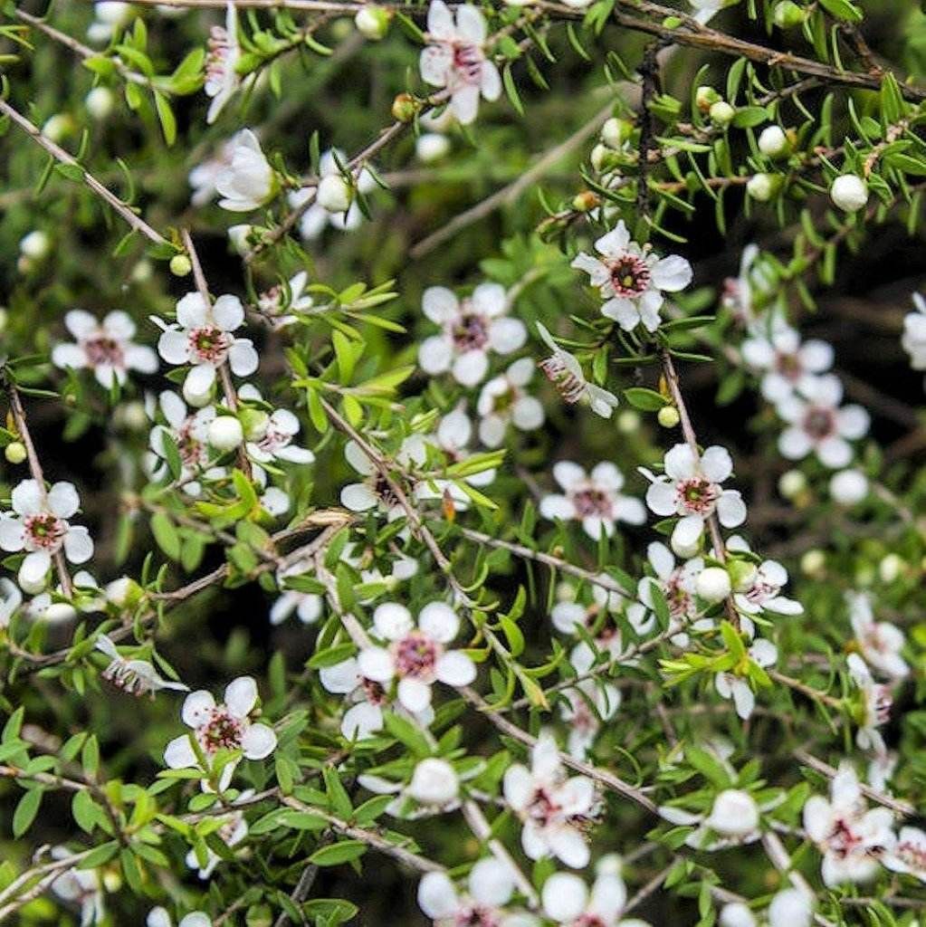 Manuka blomsterfrø til plantning - 100 stk