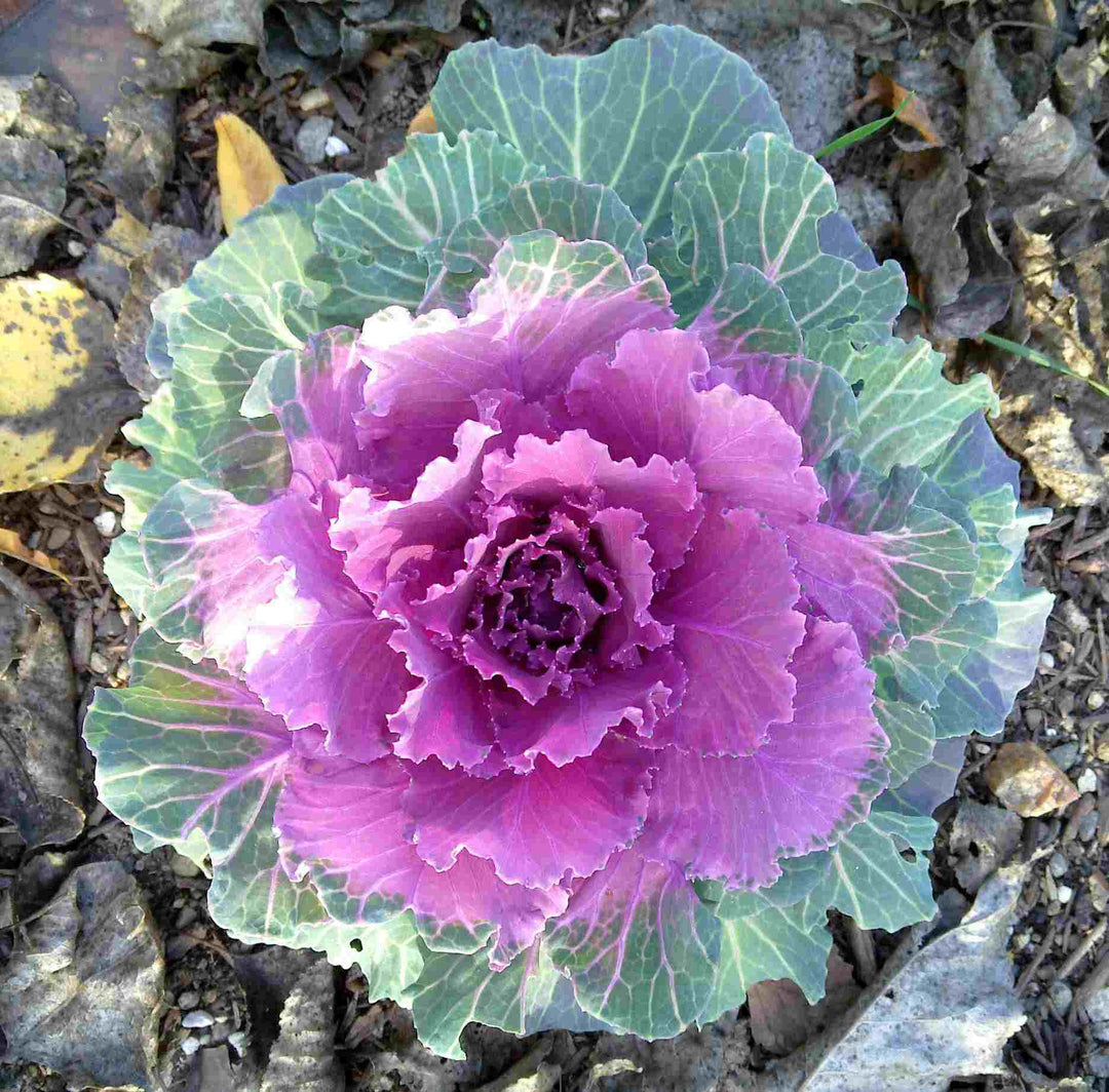 Heirloom Non-GMO Purple Kale Flower Seeds for Edible Ornamental Garden Planting