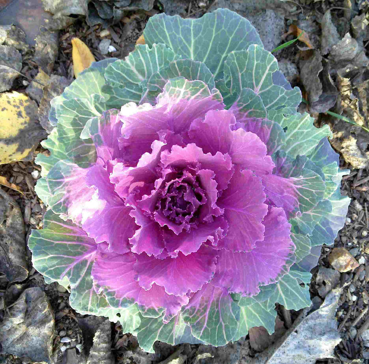 Heirloom Non-GMO Purple Kale Flower Seeds for Edible Ornamental Garden Planting