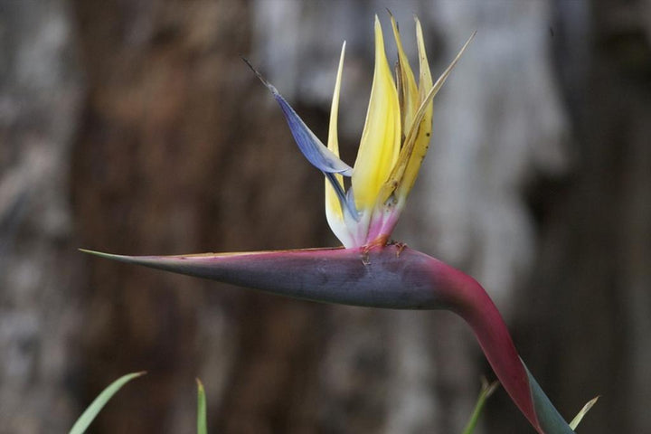 Violet gul Strelitzia blomsterfrø til udplantning, 100 stk