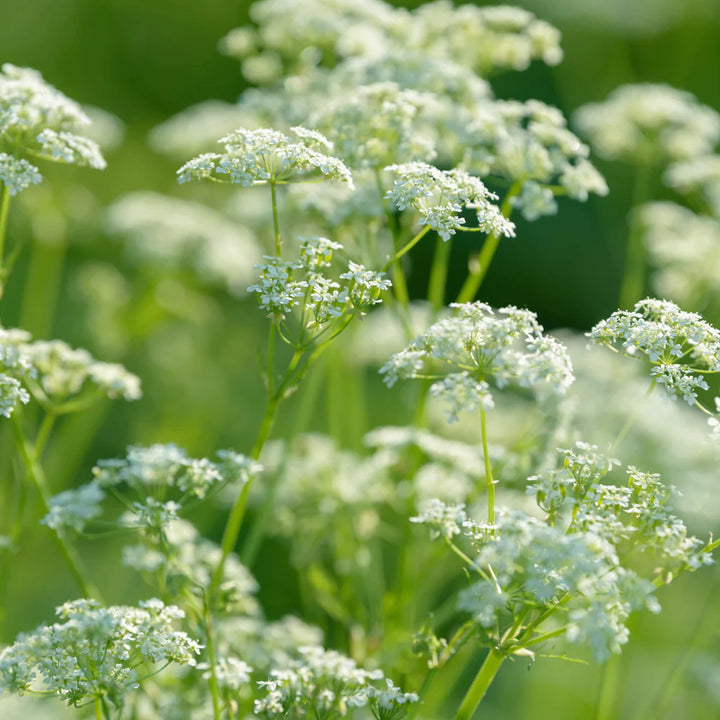 Caraway Seeds for Planting – Heirloom, Non-GMO Aromatic Herb for Culinary and Pollinator Gardens