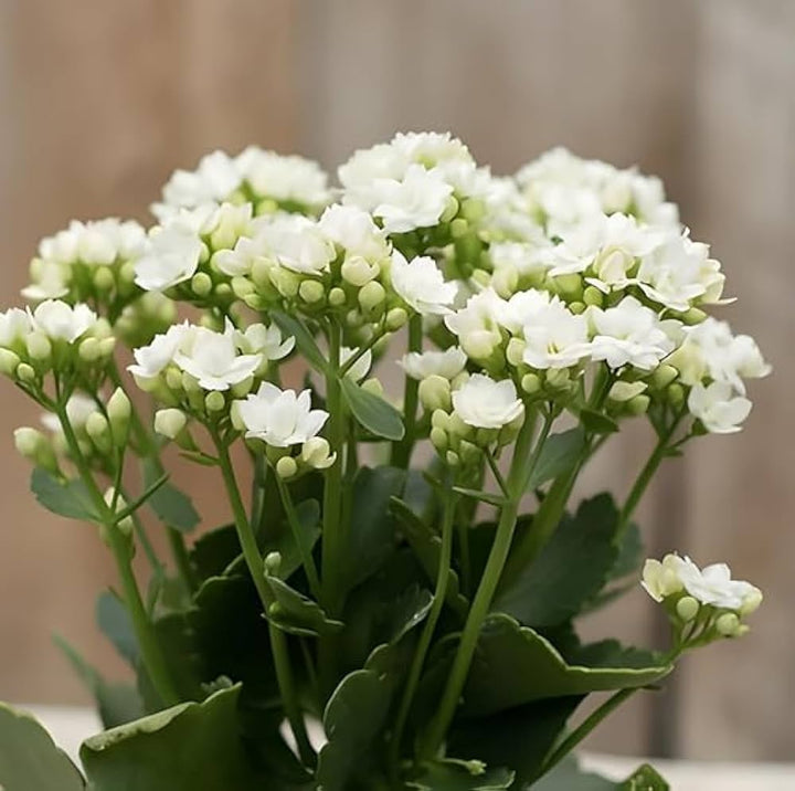 Organic White Kalanchoe Flower Seeds for Planting – Heirloom, Non-GMO, High Germination