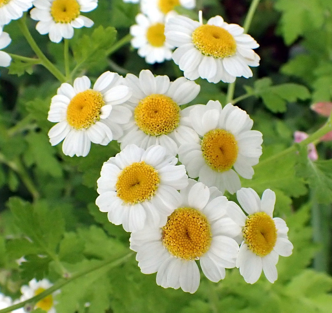 Feverfew Flower Seeds – Heirloom Non-GMO Medicinal Herb Seeds for Pollinator-Friendly Gardens