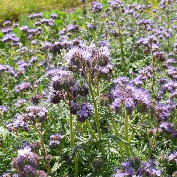 Gødning Blomsterfrø til udplantning - 100 stk