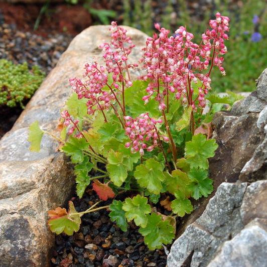 Heuchera Pulchella Flower Seeds for Planting - Heirloom, NON-GMO Seeds for Beautiful Gardens