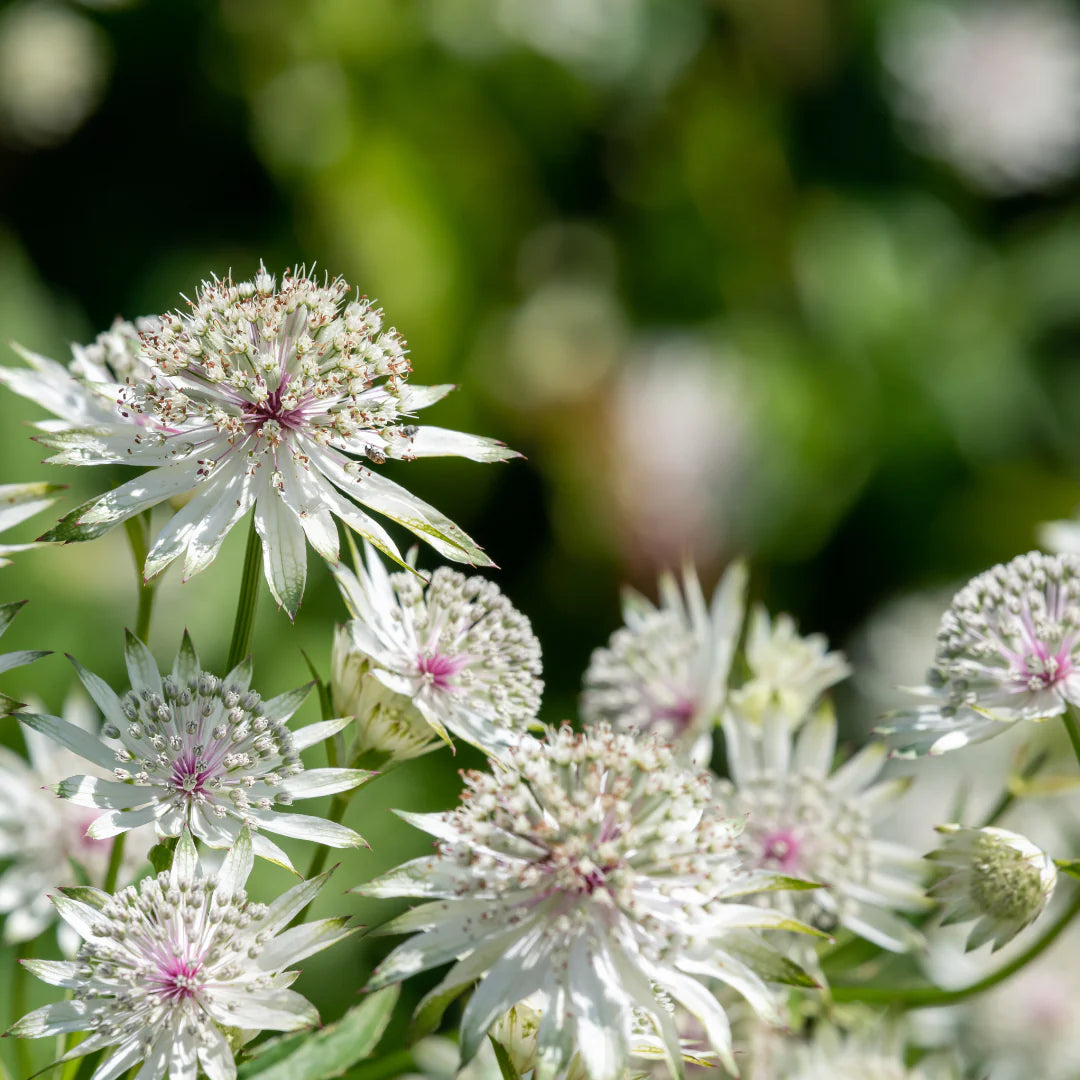 Astrantia blomsterfrø til plantning - 100 stk