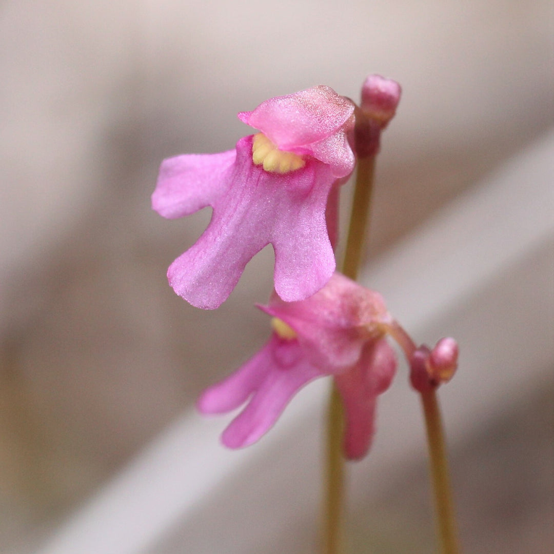 Heirloom Non-GMO Pink Utricularia Flower Seeds for Unique Garden Displays and Bog Planting – High Germination Organic Seeds for Planting