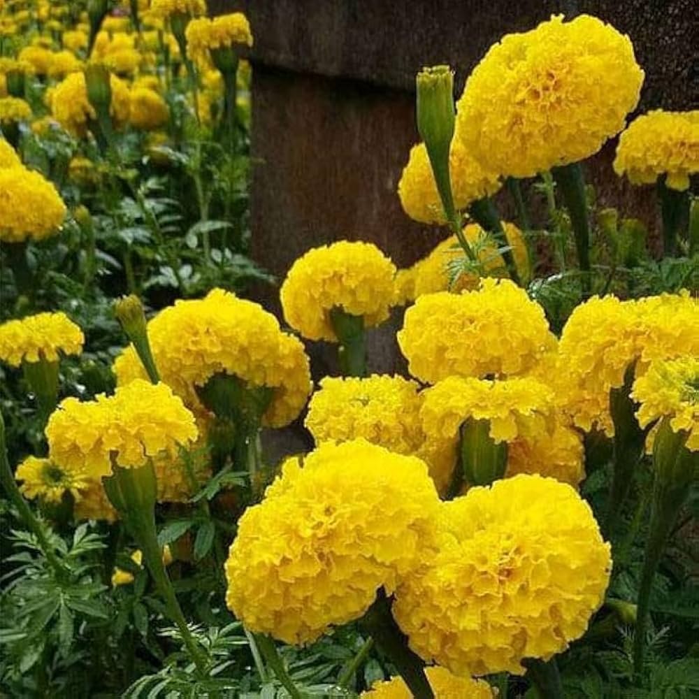 Mexican Marigold Flower Seeds – Heirloom, Non-GMO, Vibrant Blooms for Garden Planting