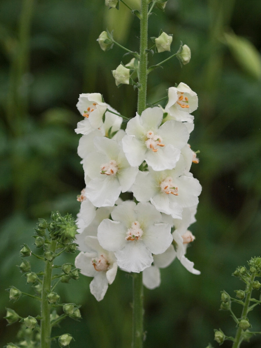 White Verbascum Flower Seeds for Planting - 100 pcs