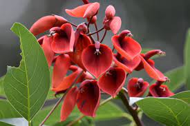 Erythrina blomsterfrø til udplantning, 100 stk