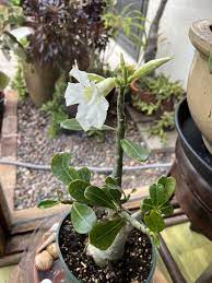 White Adenium Seeds for Planting - 100 pcs