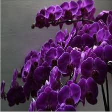 Purple Butterfly Orchid Flower Seeds for Planting - 100 pcs