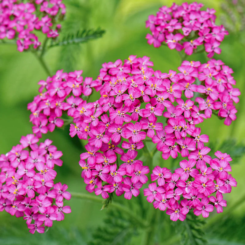 Heirloom Pink Yarrow Flower Seeds for Planting – Non-GMO, Vibrant Color Blooms