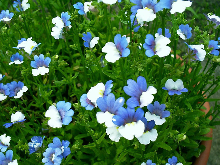 Blue White Nemesia Flower Seeds – Heirloom Non-GMO Blooms for Colorful Garden