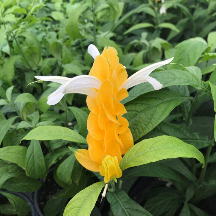 Light Yellow Pachystachys Seeds for Planting - 100 pcs