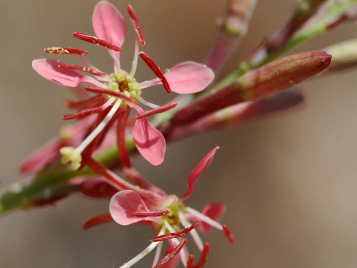 Oenothera Suffrutescens Blomsterfrø til udplantning - 100 stk